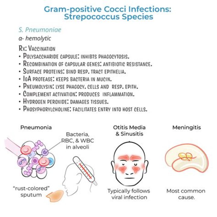 Which type of molecule encodes genetic information in Streptococcus pneumoniae