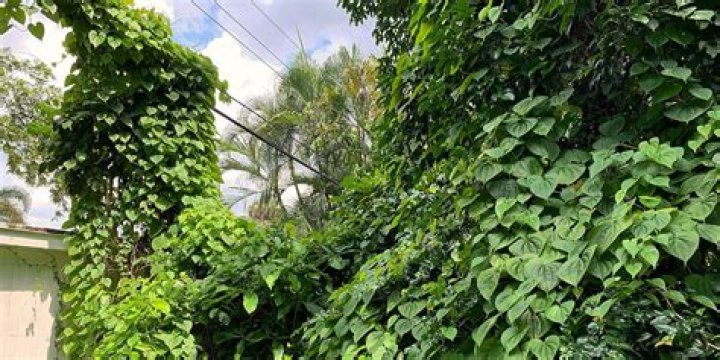 Which type of plant grows by climbing on other plants or fences