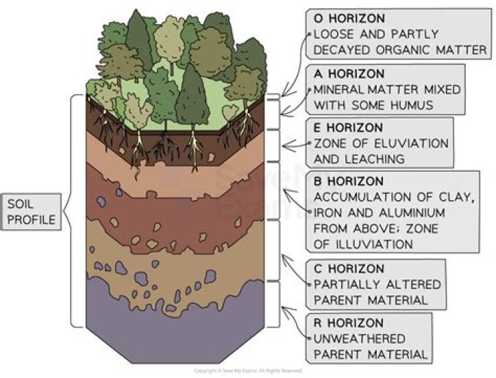 Which type of soil is rich in humus