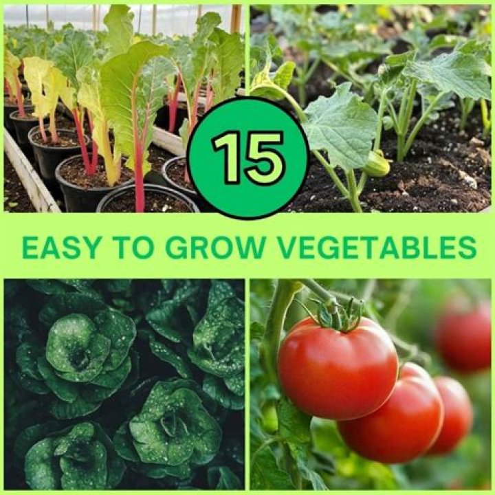 Which vegetables are the easiest to grow