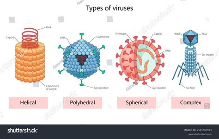 Which virus is the most likely to cause an infection in a healthcare worker following exposure to blood from an individual infected with the virus