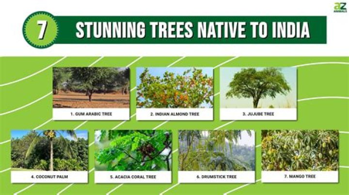 Which wood is called as Brazilian chestnut