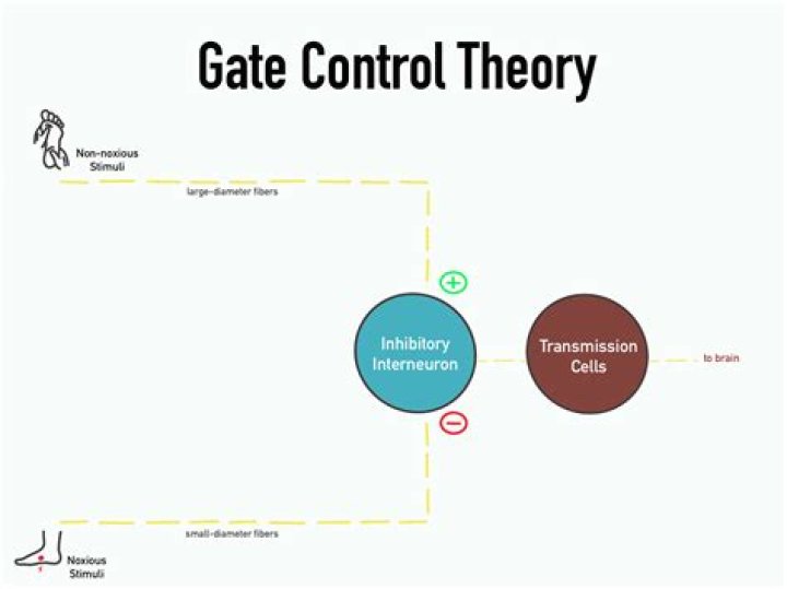 Who created the gate control theory