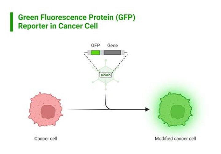 Who discover GFP