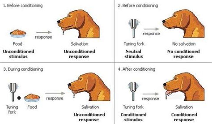 Who discovered associative learning