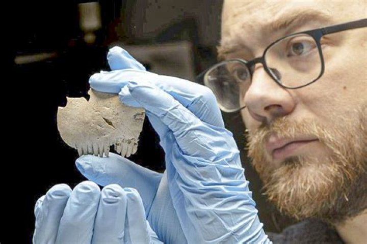 Who discovered forensic odontology