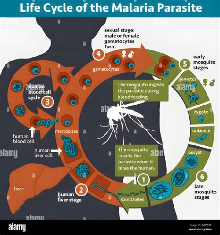 Who discovered life cycle of malarial parasite