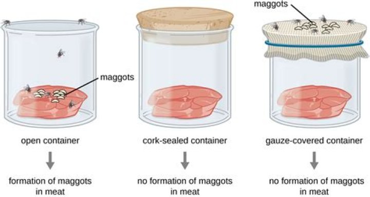 Who disproved the idea of maggots spontaneously arising from rotten meat