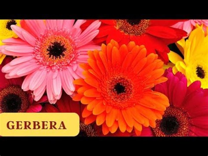 Who is the gerbera flower named after