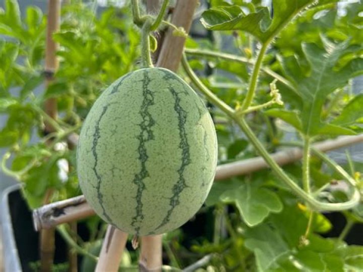 Who made the watermelon vine