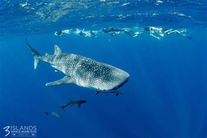 Who was saved by a whale from a shark