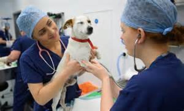 Who wrote the veterinary technician code of ethics