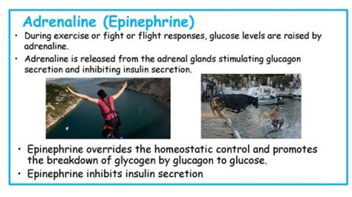 Why adrenaline is called fight or flight hormone