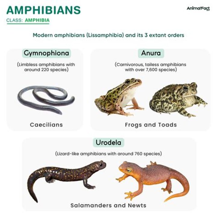 Why amphibians are so called