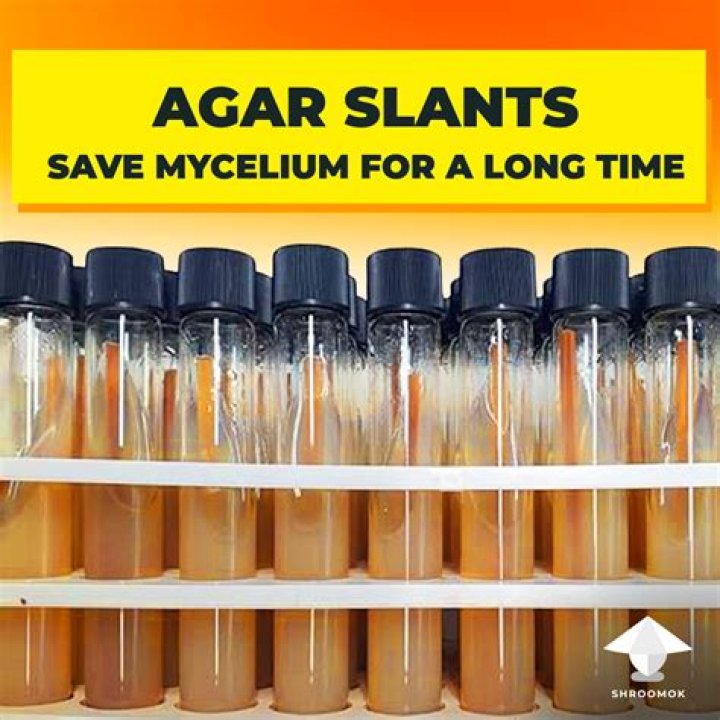 Why are agar slants better to maintain stock cultures