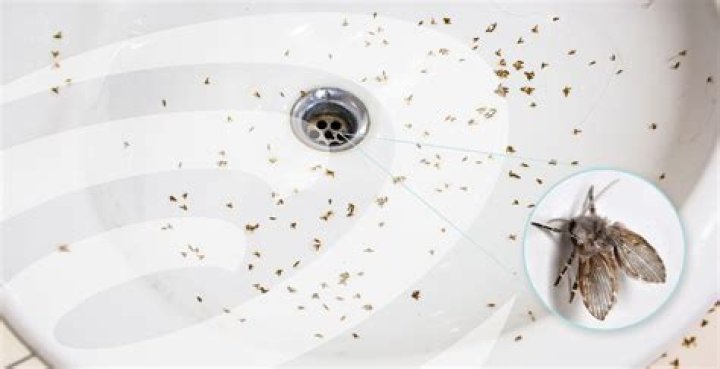 Why are ants coming up my drain