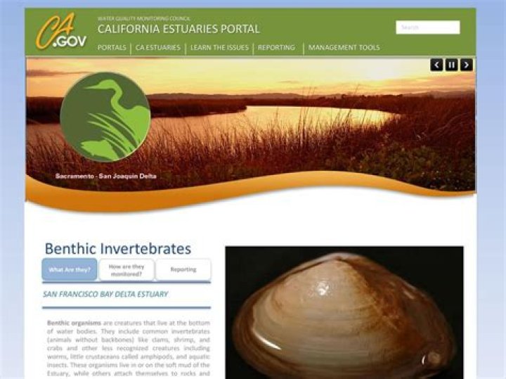 Why are benthic organisms important
