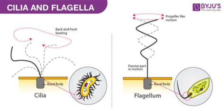 Why are cilia and flagella important