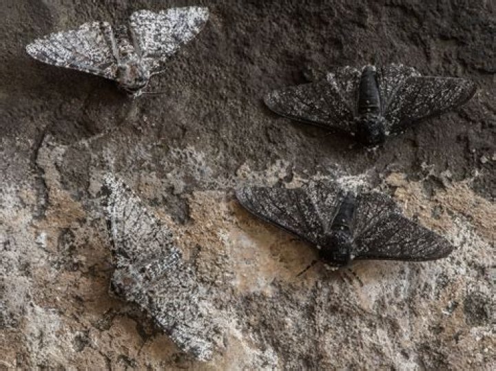 Why are dark peppered moths rare today