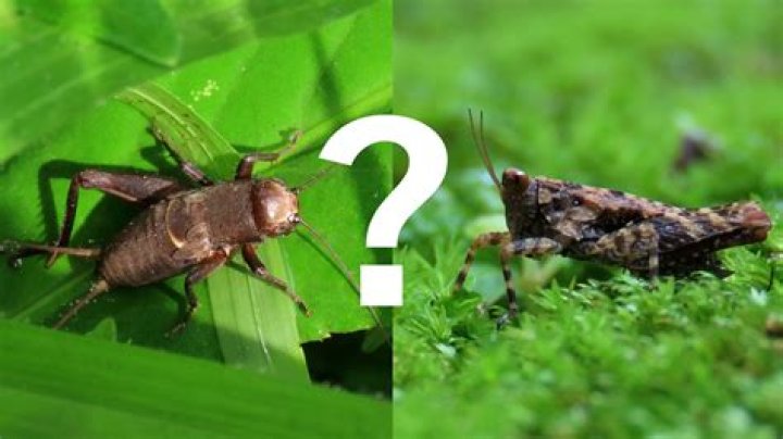 Why are grasshoppers important to the environment