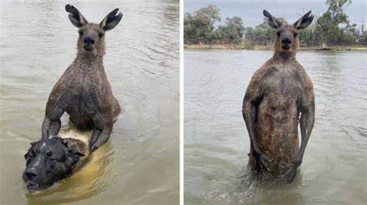 Why are kangaroos problems
