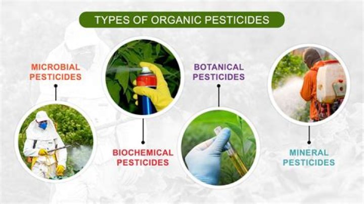 Why are microbes used as insecticides