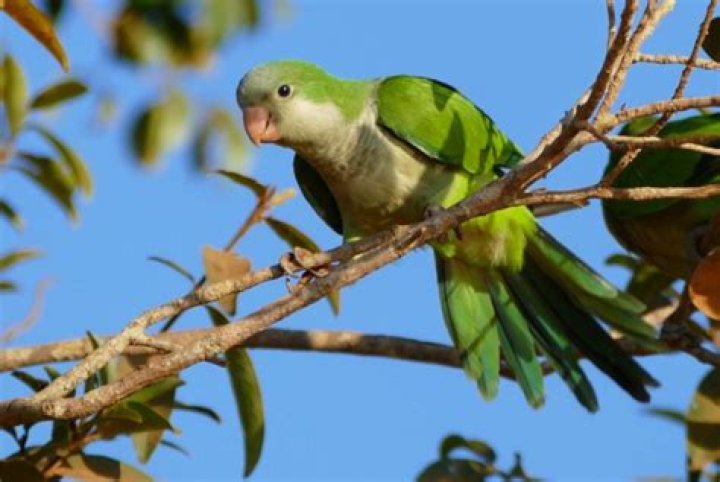 Why are monk parakeets illegal
