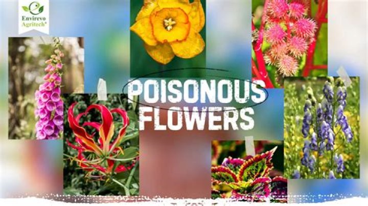 Why are moon flowers poisonous