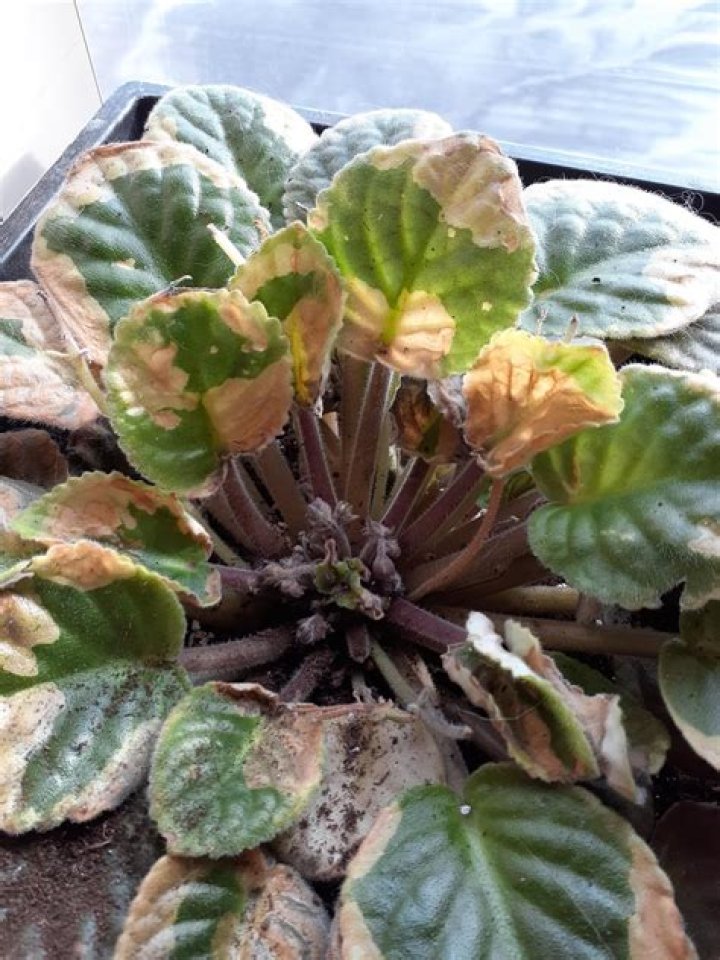 Why are my African violets leaves turning brown