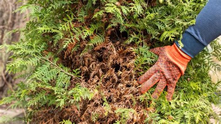 Why are my arborvitae turning orange