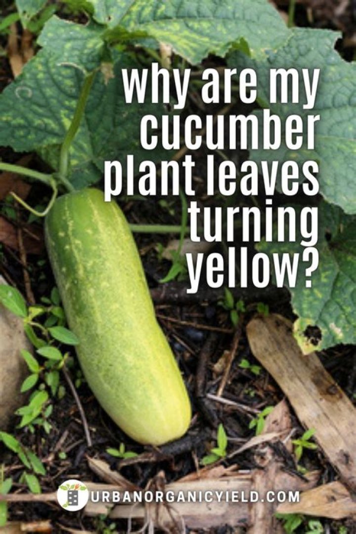 Why are my cucumber leaves turning yellow and brown