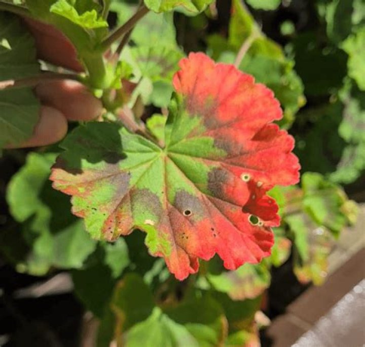 Why are my geranium leaves wilting