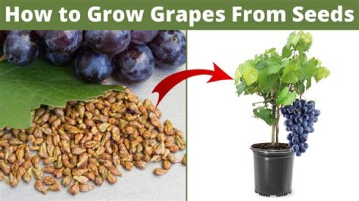 Why are my grape vines not bearing fruit