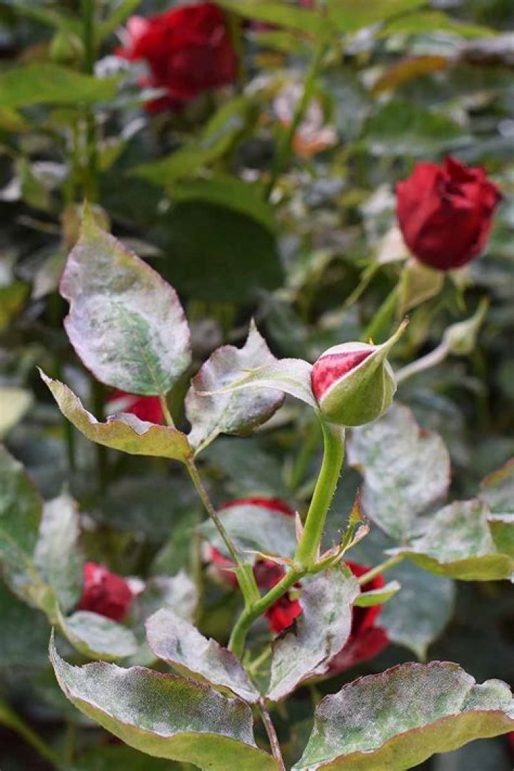 Why are my knockout roses losing their leaves