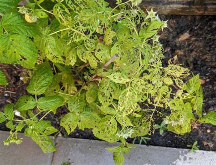 Why are my peas turning yellow