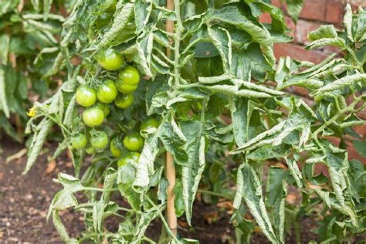 Why are my tomato plant leaves drying up