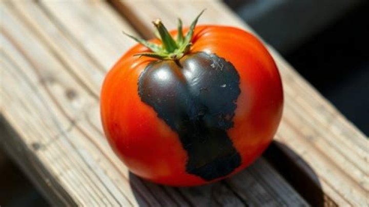 Why are my tomatoes black