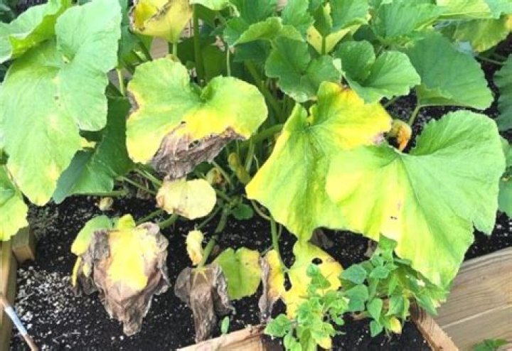 Why are my zucchini leaves turning yellow and dying