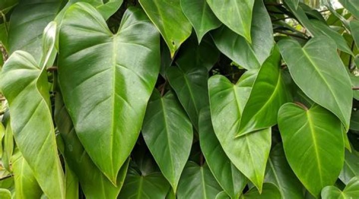 Why are Philodendrons good house plants