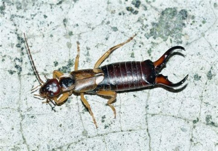 Why are pincher bugs in my house