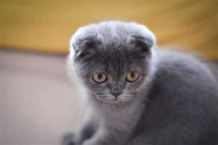 Why are Scottish Fold cats so expensive