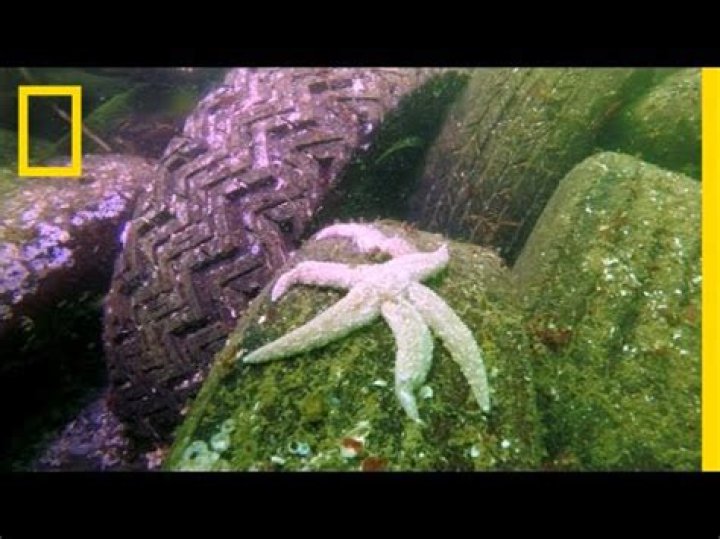 Why are so many starfish dying