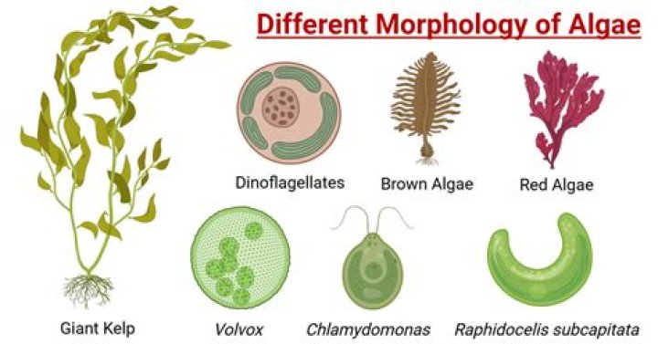 Why are some algae red