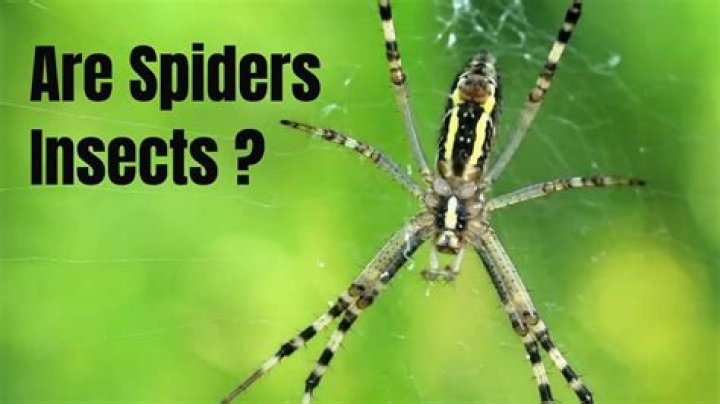 Why are spiders not considered as insects