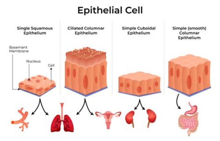 Why are stratified epithelia useful for protection