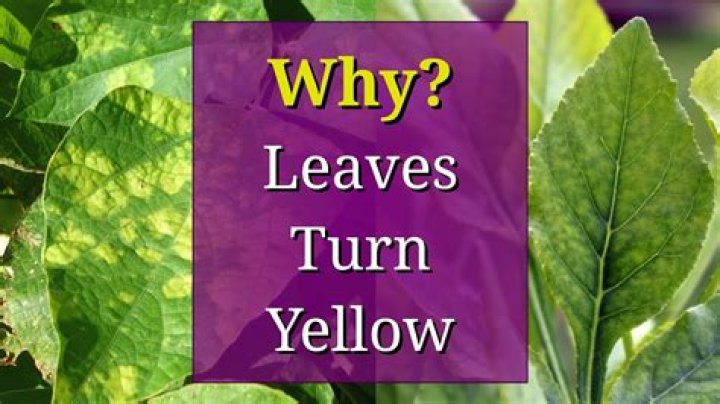 Why are the leaves on my daphne plant going yellow