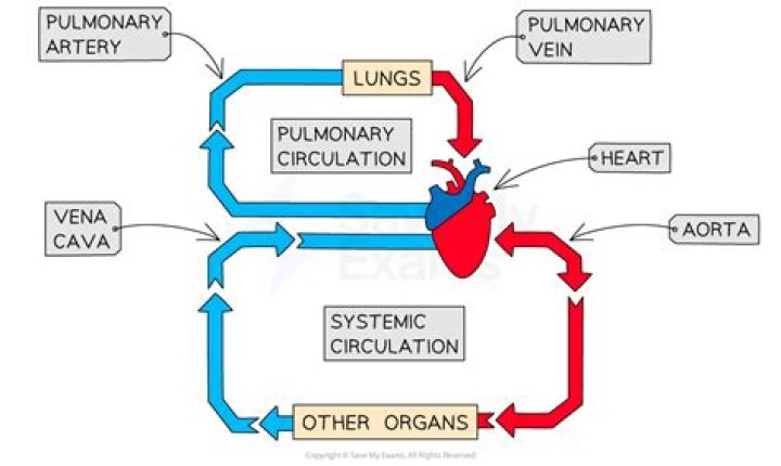 Why are there two loops in the circulatory system
