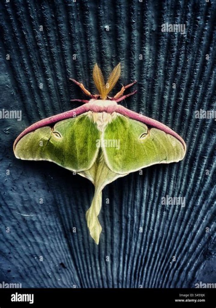 Why are these moths called peppered moth