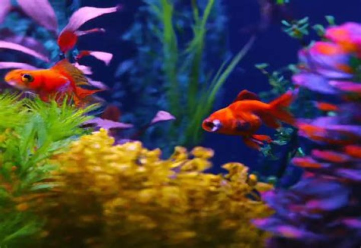 Why cant Nemo live in a tank with goldfish