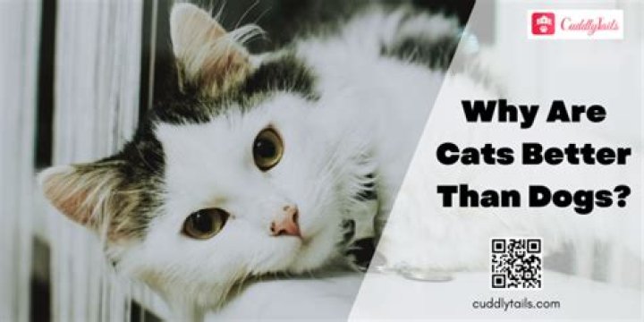 Why Cats are awesome pets